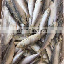 Frozen Sardine Fish Sardinella Longiceps for Bait and Canning thumbnail-5