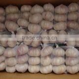 Normal White Garlic Price 10kg/carton for Colombia Market thumbnail-2