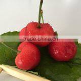 China Paper Bagged Fresh Cherries thumbnail-1
