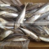 2016 Fresh High Quality Frozen horse mackerel 20cm up from China
