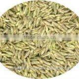 Black Cumin Seed Oil thumbnail-4