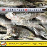 Good Quality New Landing Frozen Horse Mackerel Low Price With All Size thumbnail-1