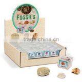 Fossils in Magnifying Box Easy Collection Kit thumbnail-1