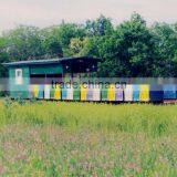 Natural Honey thumbnail-3