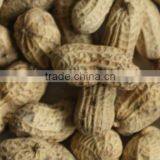 Salty Nut, Salty Snack, Roasted Peanuts in Shell thumbnail-2