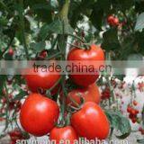 Hybrid Tomato F1 Seeds Fresh Tomato Greenhouse Tomato Seed Hybrid Seed Production Tomato thumbnail-3