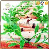 The Birch Stick is Decorated in the Garden thumbnail-3