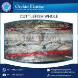 Good Quality Widely Demanded Cuttlefish Whole Round Available in Tray Packing thumbnail-3