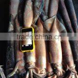 Frozen Squid Todarodes Pacificus thumbnail-2