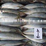 Frozen Horse Mackerel thumbnail-1