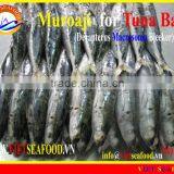 MUROAJI FOR TUNA BAIT thumbnail-1