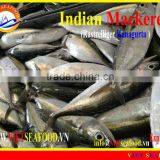 FROZEN W/R INDIAN MACKEREL thumbnail-3