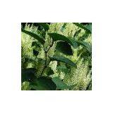 HOT Selling Polydatin98%HPLC thumbnail-1