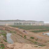 Lycium Barbarum ,himalaye Goji thumbnail-2