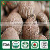 China High Yield Organic Shiitake Mushroom Log Spawn Bag Growing Kit thumbnail-2