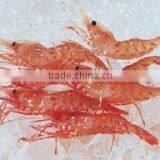 Industrial Ice Plate Maker