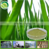 100% Organic pure wheat grass juice powder