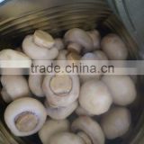 (BRC,FDA,ISO22000 certificate) canned shitake mushroom in jar from China