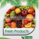 Foodex Company For Import And Export company overview - view 3 thumbnail