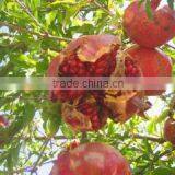 Aromaproduct Ltd company overview - view 2 thumbnail