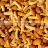 Mushroom 2014 Canned Mushroom Mushroom Farm for Sale thumbnail-1