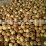 High Quality & Competitive Price & Best Taste of Yellow Onion