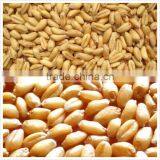 Grain Drying Systems | Portable Grain Dryer | Brock Grain Dryers thumbnail-3