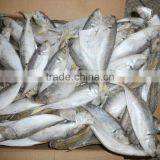 Sea Frozen Horse Mackerel thumbnail-1