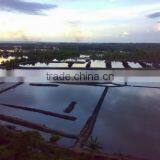 Gracilaria, Euchema Spinosum And Cottoni Seaweeds thumbnail-4