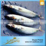 Frozen Whole Round Mackerel thumbnail-6