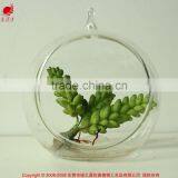 New Art Succulents Mini Succulent Glass Pot Succulent thumbnail-1