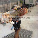 Cycas Revoluta 1.5m Bare Roots thumbnail-1