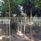 Swietenia Mahogani thumbnail-1