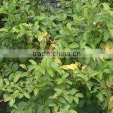 Guava Leaf thumbnail-2