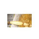 Sell Fresh Lotus Roots thumbnail-1