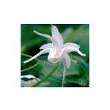 Honey Goat Weed Extract (huping@nutra-max.com) thumbnail-1