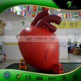 Large Inflatable Heart Organ Replica Balloon Artificial Custom Organ Model Inflatables PVC Advertising Toys Ball thumbnail-2