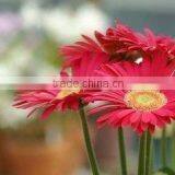 EU Standard Chrysanthemum Flower thumbnail-5