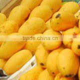 Fresh Mango thumbnail-1
