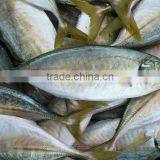 FROZEN YELLOW TAIL SCAD WHOLE ROUND thumbnail-1