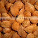 HPS Bitter Apricot Kernels / Sweet Almond thumbnail-2