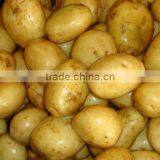 Sweet Potato From Pakistan