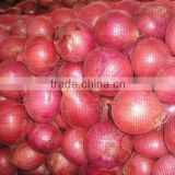 fresh onion for thailand