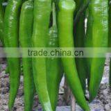 Hot Sale Hybrid High Yield Chili Pepper Seeds for Growing-Xian Mei thumbnail-1