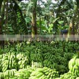 Direct factory price the good quality Ethylene Ripener for banana(3)