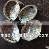 Natural Raw Thick Chinese River Triangle Shell/raw Shells thumbnail-6