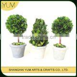 Professional Producer Preserved Boxwood Topiary Bonsai thumbnail-1