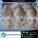 Frozen Cuttlefish Whole In Bulk Packing thumbnail-3