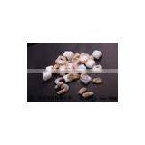 Price of Mussels in Shellfish Import Export Frozen Seafood thumbnail-1