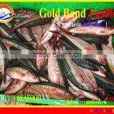 FROZEN GOLD BAND FUSILIER thumbnail-4